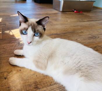 Chia & Donut (Bonded & Shy) -  Siamese and Domestic Short Hair Cat for Adoption in Lucedale, Mississippi - Chia & Donut (Bonded & Shy) | PetCurious