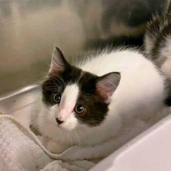 Arbor -  Domestic Short Hair Cat for Adoption in Walnut Creek, California - Arbor | PetCurious