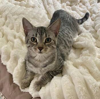 Maverick -  Domestic Short Hair Cat for Adoption in Tarrytown, Georgia - Maverick | PetCurious