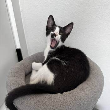 FOMO -  Oriental Short Hair and Domestic Short Hair Cat for Adoption in St. Petersburg, Florida - FOMO | PetCurious