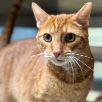Rescue Domestic Short Hair Cats for Adoption in York, Pennsylvania - Finn | PetCurious