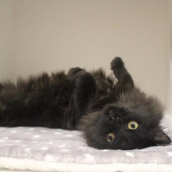 Niko -  Domestic Long Hair Cat for Adoption in Champaign, Illinois - Niko | PetCurious