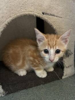 Kayak -  Domestic Short Hair Cat for Adoption in New Orleans, Louisiana - Kayak | PetCurious