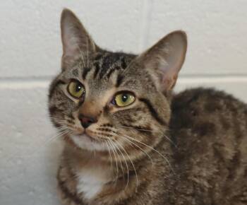 Prince -  Tabby Cat for Adoption in Euclid, Ohio - Prince | PetCurious