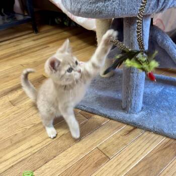 Chippy -  Domestic Short Hair Cat for Adoption in South Elgin, Illinois - Chippy | PetCurious