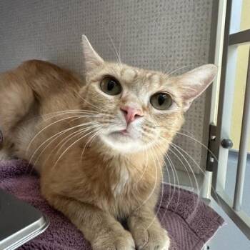 Ella -  Domestic Short Hair Cat for Adoption in Richmond, Virginia - Ella | PetCurious