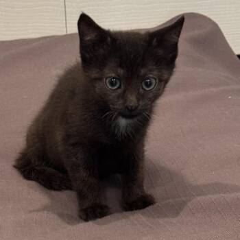 Eowyn -  Domestic Short Hair Cat for Adoption in Bel Air, Maryland - Eowyn | PetCurious