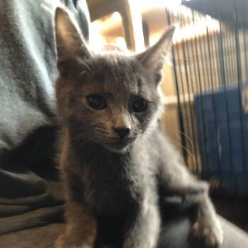 Domestic Short Hair Cats Available for Adoption - Draco | PetCurious