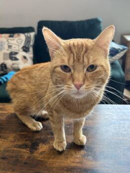 Cheetah -  Domestic Short Hair Cat for Adoption in Mokena, Illinois - Cheetah | PetCurious