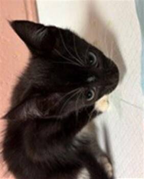 ECLISPE -  Domestic Short Hair Cat for Adoption in Columbia, South Carolina - ECLISPE | PetCurious