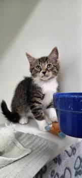 Tortillon -  Domestic Short Hair Cat for Adoption in Delson, Quebec - Tortillon | PetCurious