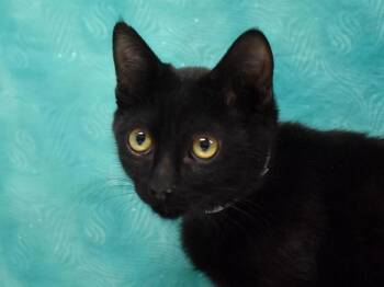 Mahjong -  Domestic Short Hair Cat for Adoption in Portland, Oregon - Mahjong | PetCurious