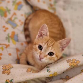 Rescue Domestic Short Hair Cats for Adoption in Mankato, Minnesota - Squash | PetCurious