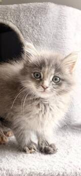 Mistique -  Dilute Calico and Domestic Long Hair Cat for Adoption in Concord, North Carolina - Mistique | PetCurious