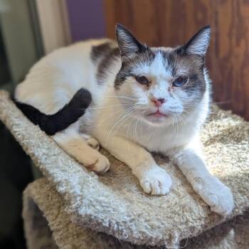 Sonja -  Domestic Short Hair Cat for Adoption - Sonja | PetCurious