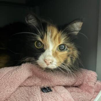 Bailey -  Domestic Long Hair Cat for Adoption in Ojai, California - Bailey | PetCurious
