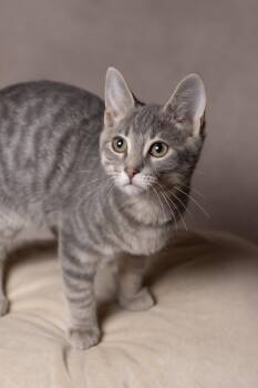 Apollo -  Tabby Cat for Adoption in Muncie, Indiana - Apollo | PetCurious