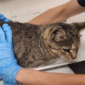 Poppy -  Domestic Short Hair Cat for Adoption in Charleston, West Virginia - Poppy | PetCurious
