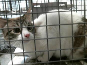 Domestic Short Hair Cats Available for Adoption - A2060338 | PetCurious