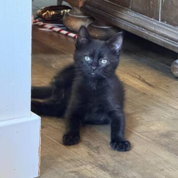 Spidey -  Domestic Short Hair Cat for Adoption in Bloomington, Illinois - Spidey | PetCurious