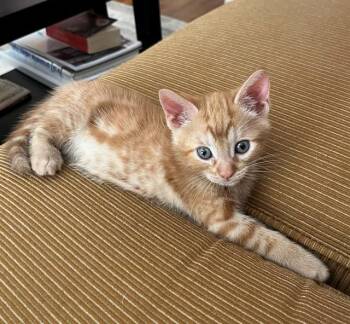 LUCCA -  Domestic Short Hair Cat for Adoption in Sacramento, California - LUCCA | PetCurious