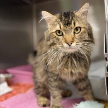 Frank Sinatra -  Domestic Medium Hair and Domestic Short Hair Cat for Adoption in Bullhead City, Arizona - Frank Sinatra | PetCurious