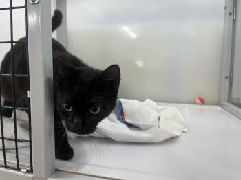 Domestic Short Hair Cats Available for Adoption in Raleigh, North Carolina - Red Leaf Lettuce | PetCurious