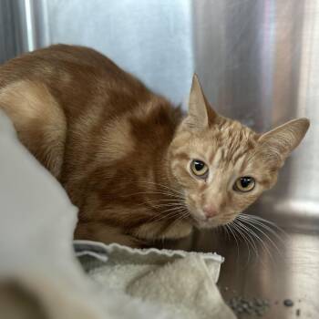 Domestic Short Hair Cats Available for Adoption in Matteson, Illinois - Pika | PetCurious