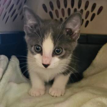 CWKH-Stray-4676 -  Domestic Short Hair Cat for Adoption in Chilliwack, British Columbia - CWKH-Stray-4676 | PetCurious