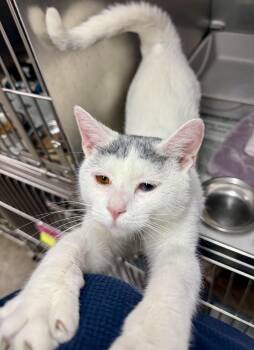 Domestic Short Hair Cats Available for Adoption in Exeter, Rhode Island - Mimi | PetCurious