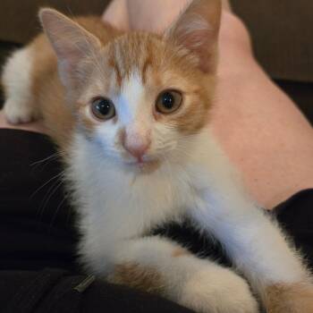 Maverick -  Domestic Short Hair Cat for Adoption in Washougal, Washington - Maverick | PetCurious
