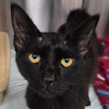 Regina -  Domestic Short Hair Cat for Adoption in Jupiter, Florida - Regina | PetCurious