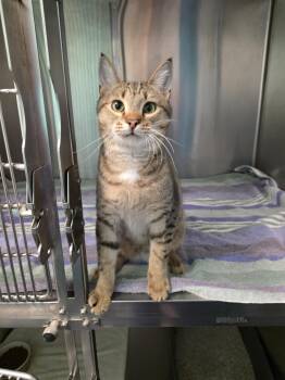 Domestic Short Hair Cats Available for Adoption in Umatilla, Florida - Beaker | PetCurious