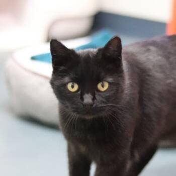 Rescue Domestic Short Hair Cats for Adoption in Walla Walla, Washington - Luna | PetCurious
