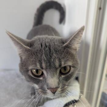 Boose -  American Shorthair Cat for Adoption in Blue Earth, Minnesota - Boose | PetCurious