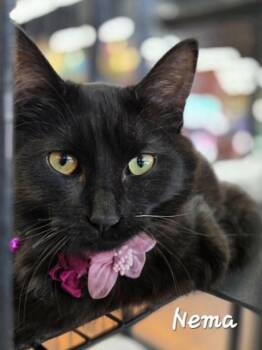 Domestic Short Hair Cats Available for Adoption in Chilliwack, British Columbia - Nema  | PetCurious