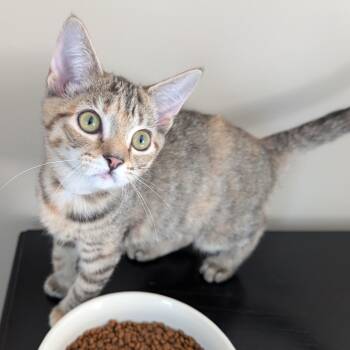 Toasted Coconut -  Domestic Short Hair Cat for Adoption in Richmond, Virginia - Toasted Coconut | PetCurious