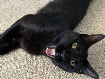 Rescue Domestic Short Hair Cats for Adoption in Waller, Texas - Dusty | PetCurious