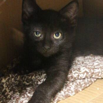 Dobby -  Domestic Short Hair Cat for Adoption in Des Moines, Iowa - Dobby | PetCurious