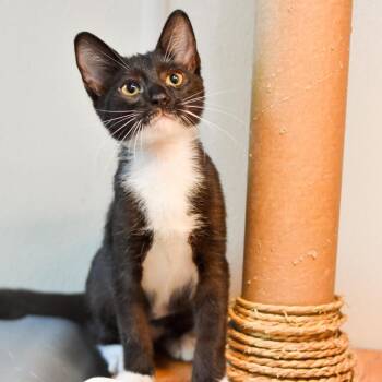 Junebug -  Domestic Short Hair Cat for Adoption in Kailua-kona, Hawaii - Junebug | PetCurious