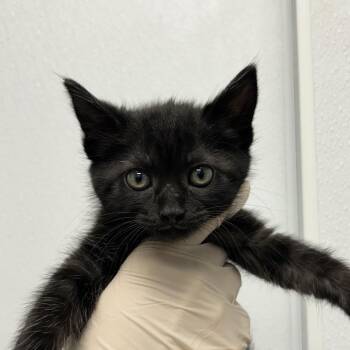 Domestic Short Hair Cats Available for Adoption in Abilene, Texas - Connor | PetCurious