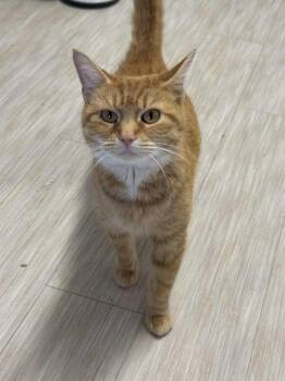 Jum Chumopolis -  Domestic Short Hair Cat for Adoption in Marion, Ohio - Jum Chumopolis | PetCurious