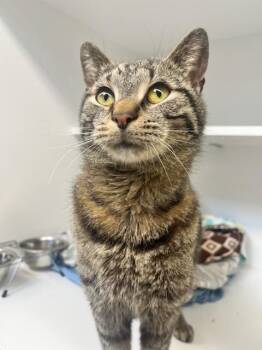 Domestic Short Hair Cats Available for Adoption in Manassas, Virginia - Kurtis (ID 51382/1514) | PetCurious