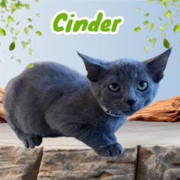 CINDER -  Domestic Short Hair Cat for Adoption in Visalia, California - CINDER | PetCurious