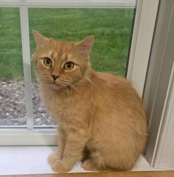 Auggie -  Domestic Medium Hair Cat for Adoption in Boiling Springs, Pennsylvania - Auggie | PetCurious