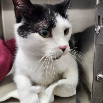 Sherlock -  Domestic Short Hair Cat for Adoption in Ballston Spa, New York - Sherlock | PetCurious