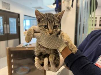 CHACHA -  Domestic Short Hair Cat for Adoption in Santa Fe, New Mexico - CHACHA | PetCurious