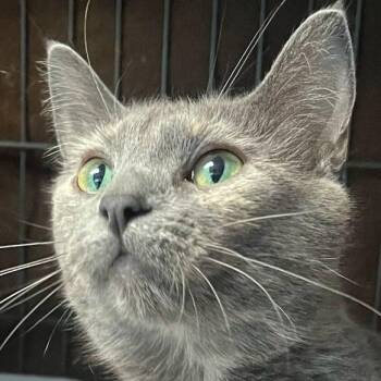 Rescue Domestic Short Hair and Dilute Calico Cats for Adoption in Robinson, Illinois - Blossom | PetCurious