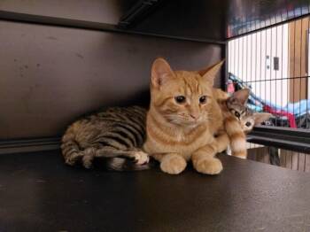 Belle -  Domestic Short Hair Cat for Adoption - Belle | PetCurious