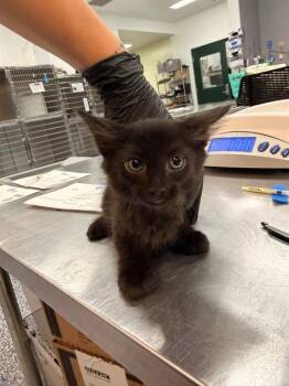 BITSY -  Domestic Short Hair Cat for Adoption in Thousand Palms, California - BITSY | PetCurious